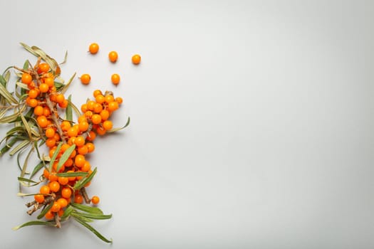Sea buckthorn branches with leaves and ripe berries top view on light grey simple background. Space for text..