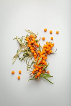 Sea buckthorn branches with leaves and ripe berries top view on light grey simple background..