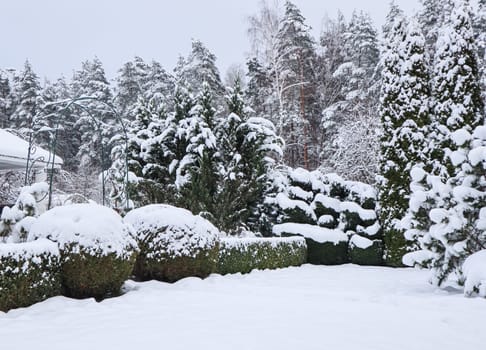 Winter garden with decorative shrubs and shaped yew and boxwood, Buxus, covered with a thick layer of white fluffy snow. Gardening concept.