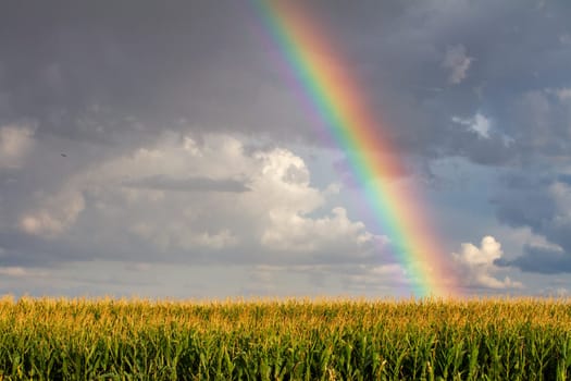 A rainbow is seen in the sky above a field of corn. The sky is cloudy and the sun is not visible
