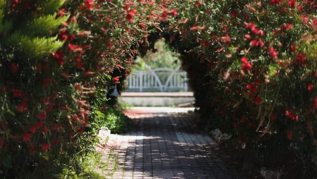 A corridor in the garden from a decorative flowering arch, close-up. Outdoor decoration made of green leaves and red flowers