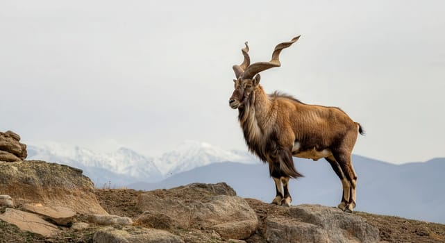 A stunning himalayan markhor stands proudly on rocky terrain, overlooking a backdrop of snow-capped mountains. this image highlights the markhor's impressive twisting horns and thick fur, capturing the essence of its natural habitat and the majestic beauty of mountainous landscapes.