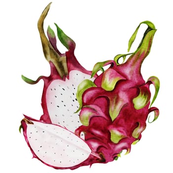 Dragon fruit. Realistic watercolor painting. Composition of exotic fruits of the pitahaya cactus. Clip art isolated on white background. For the design of a vegetarian restaurant menu and recipe book. Botanical illustration