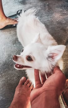 Cute little white fluffy dog wants to be petted in Puerto Morelos Quintana Roo Mexico.