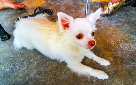 Cute little white fluffy dog wants to be petted in Puerto Morelos Quintana Roo Mexico.