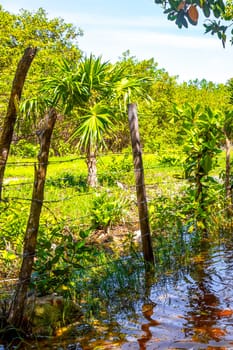 Lake river pond and tropical mangrove jungle forest in the Caribbean in Playa del Carmen Quintana Roo Mexico.
