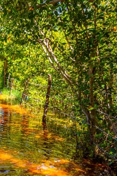 Lake river pond and tropical mangrove jungle forest in the Caribbean in Playa del Carmen Quintana Roo Mexico.