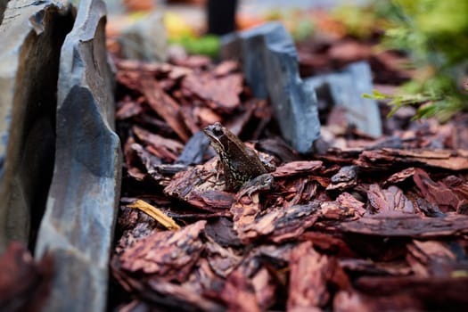 A small frog cleverly hidden among the mulch and rocks, demonstrating its impressive natural camouflage in a garden