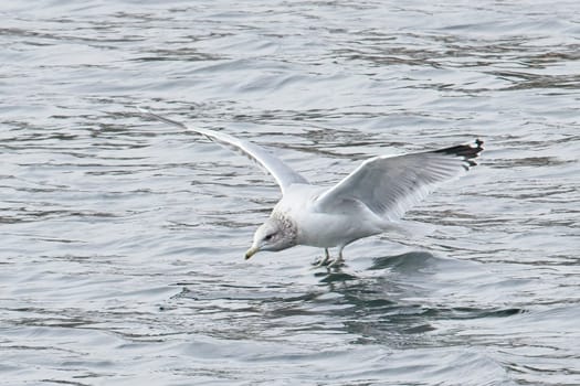 A common seagull flies just above the water at a lake in north Idaho.