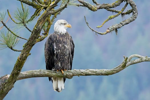 An American bald eagle is perched on a branch in north Idaho.