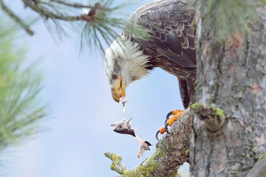 An american bald eagle is perched in a tree eating a fish it just caught in north Idaho.