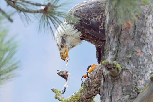 An american bald eagle is perched in a tree eating a fish it just caught in north Idaho.