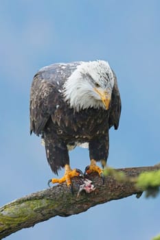 An American bald eagle is perched on a branch in north Idaho.