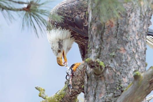 An american bald eagle is perched in a tree eating a fish it just caught in north Idaho.