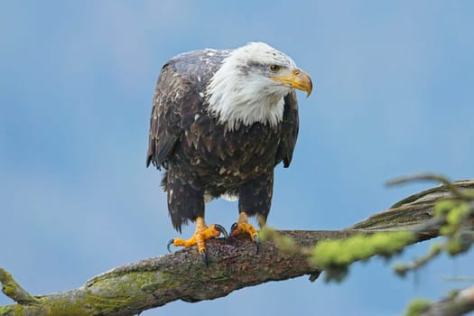 An American bald eagle is perched on a branch in north Idaho.