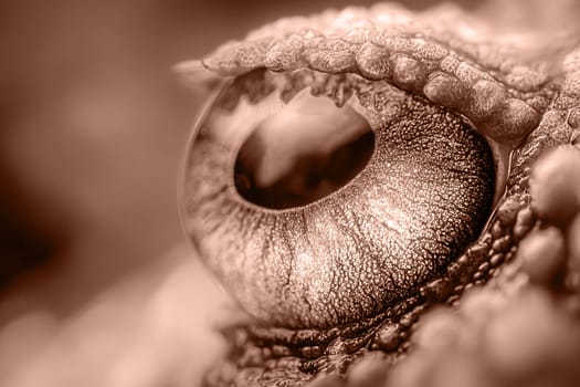 Close-up of octopus eye in mocha mousse. Color of the year 2025. Underwater world.