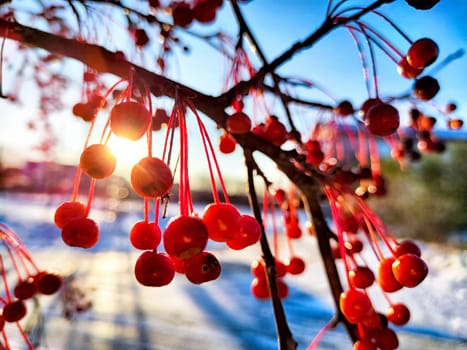 Bright red berries adorn a branch, illuminated by warm sunlight against a snowy background in winter.