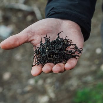 A close-up of a hand displaying dried herbs collected from the outdoors, showcasing natural textures.