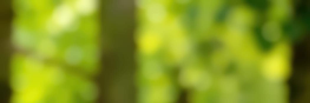 Sunlight streams through a dense canopy of leaves, creating a soft blend of green and yellow tones, showcasing the tranquility of a peaceful forest setting.