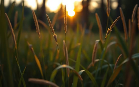 Sunlight casts a warm glow over a field of tall grass during dusk, creating a tranquil atmosphere. The scene captures nature's beauty and peacefulness at twilight.