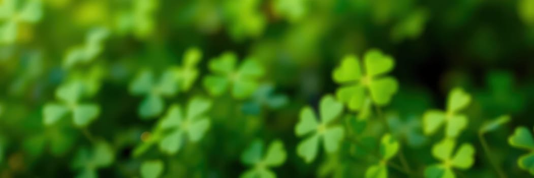 Green clovers cover the ground in a vibrant field under the warm sun. The lush foliage thrives, signaling the arrival of springtime and renewal of nature.