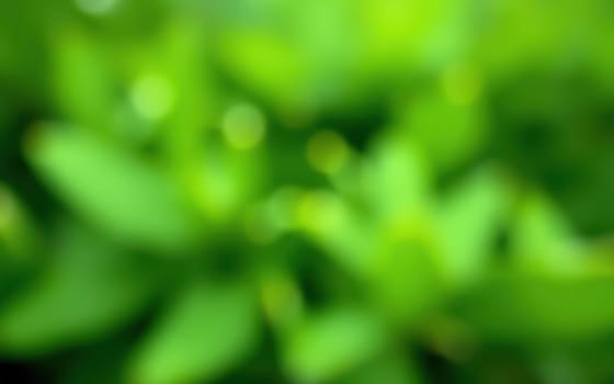 The lush garden is filled with vibrant green leaves, reflecting sunlight and creating a serene atmosphere, perfect for relaxation and inspiration in nature.