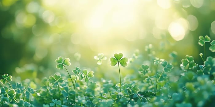 Tranquil light green background with subtle shamrock patterns for st. Patricks day designs.