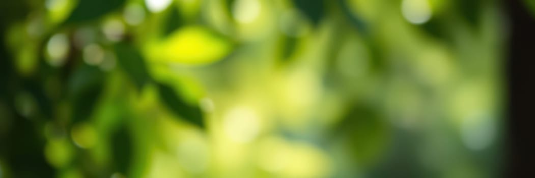 Sunlight filters through vibrant green leaves in a forest, creating a beautiful, serene atmosphere during the early morning hours, highlighting nature's beauty.