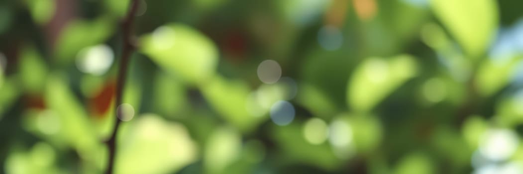 Sunlight filters through lush green leaves in a garden, creating a serene atmosphere. The scene captures the beauty of nature as the leaves sparkle with dew drops.
