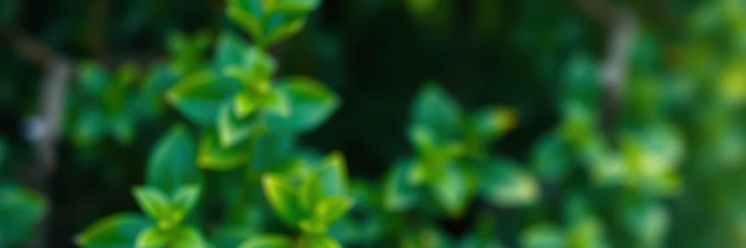 Rich green leaves shimmer under warm sunlight, creating a soothing ambiance in a serene garden. Soft focus highlights the vivid hues of nature, evoking peace and tranquility.