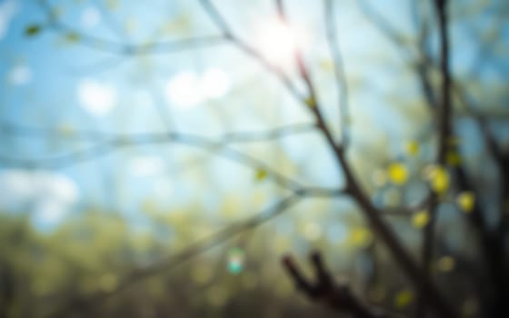 Sunlight shines brightly through delicate branches, casting a warm glow on youthful leaves. This peaceful moment captures the essence of spring in a serene woodland setting.