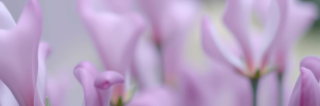 Delicate pink flowers bloom vibrantly in a garden. The soft morning light enhances their colors, creating a serene and peaceful atmosphere.