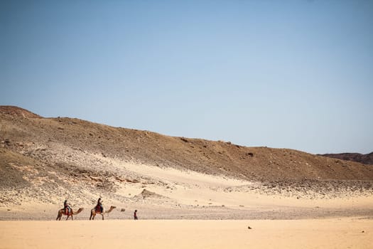 A camel caravan walks through the desert with Arab boys in Dahab Egypt. Blue sky and golden sand