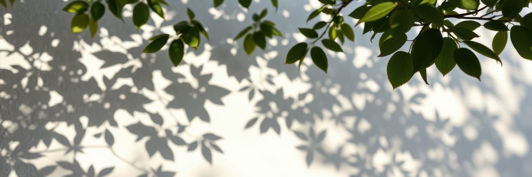 Sunlight filters through lush green leaves, creating detailed and artistic shadows on a clean white wall, illustrating a serene moment in nature.