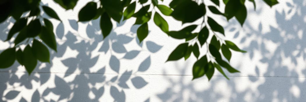 Sunlight filters through green leaves, creating a beautiful pattern of shadows on a white wall. This scene captures the serenity of a quiet outdoor moment.