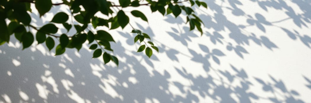 Sunlight filters through leaves, casting intricate shadows on a blank white wall. The contrast highlights the beauty of nature framing the simplicity of the backdrop.