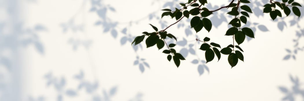 Delicate shadows cast by green leaves create a beautiful pattern on a light surface. The calm ambience evokes a serene and peaceful atmosphere in the afternoon to early evening light.