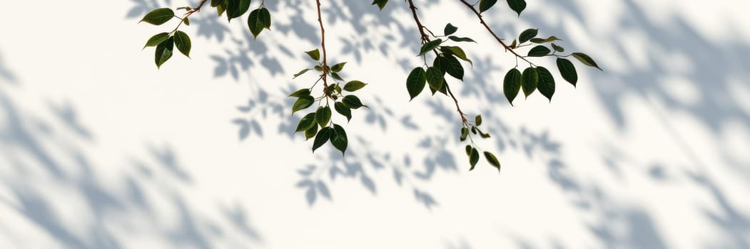 Glistening green leaves cast intricate shadows on a textured white wall as sunlight streams through a peaceful garden, creating a tranquil atmosphere.