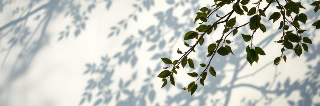 Bright sunlight filters through leaves, casting intricate shadows against a pale backdrop. This serene moment captures the beauty of nature in a calm environment.