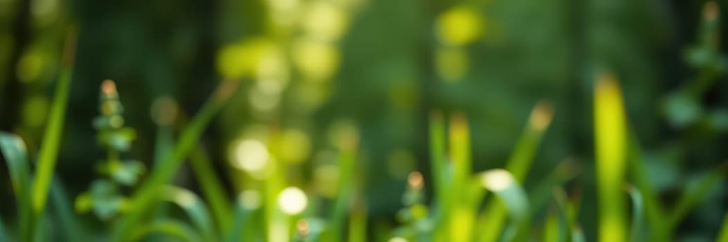 Sunlight gently filters through tall trees, casting a warm glow on vibrant green grass. The peaceful atmosphere invites a sense of calm and connection with nature.
