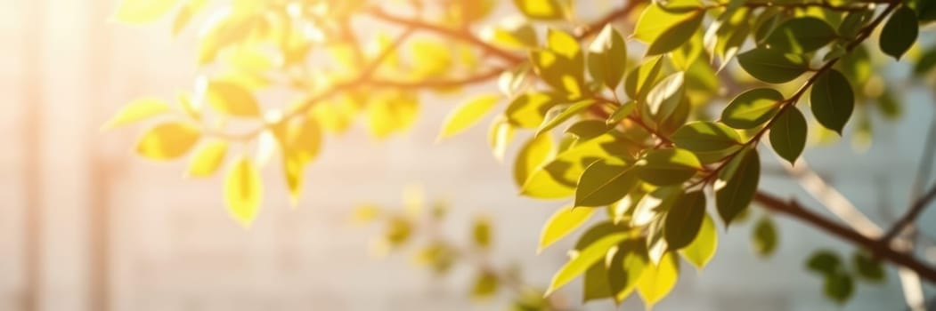 Bright sunlight shines through lush green leaves on a tree, creating a peaceful atmosphere in an outdoor area during the early morning. The scene evokes a sense of tranquility and nature.