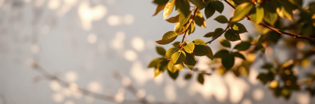 Sunlight filters through lush foliage, creating beautiful shadow patterns on a light-colored wall. This serene moment captures the essence of nature at golden hour.