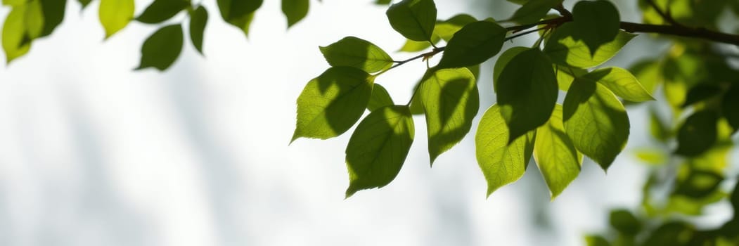 A close-up view of vibrant green leaves illuminated by sunlight. The leaves move gently in a warm breeze, creating a tranquil atmosphere in a natural setting.