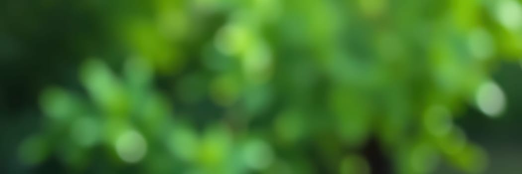 A vibrant display of green foliage showcases various plant leaves in soft focus, bathed in natural light, creating a tranquil and refreshing outdoor atmosphere.