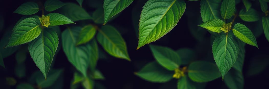 A collection of lush green leaves fills the frame, showcasing their various shapes and textures in a tranquil setting. The sunlight filters through, enhancing the greenery.