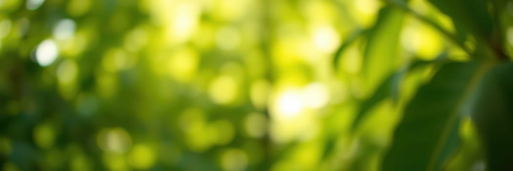 Sunlight filters through the dense canopy of a lush forest, illuminating vibrant green leaves and creating a tranquil atmosphere. Nature thrives in this peaceful environment.
