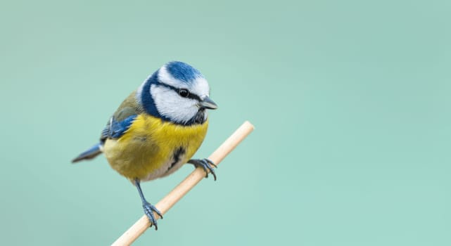 European blue tit, known for vibrant plumage, perches gracefully on a slim branch. its striking blue and yellow feathers contrast against a soft green backdrop, the bird's delicate features and lively presence in a natural setting.