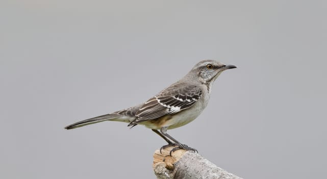 Northern mockingbird, known for its singing ability, perched on a branch. the scene emphasizes the bird's detailed plumage against a clean gray background, its distinctive feathers and alert expression.