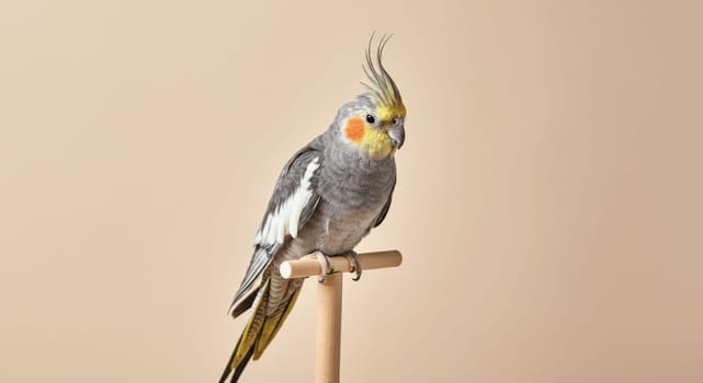 Small cockatiel with striking crest and orange cheek patches perched on a wooden dowel. its gray and white plumage stands out against a soft beige backdrop, the bird's elegant features.
