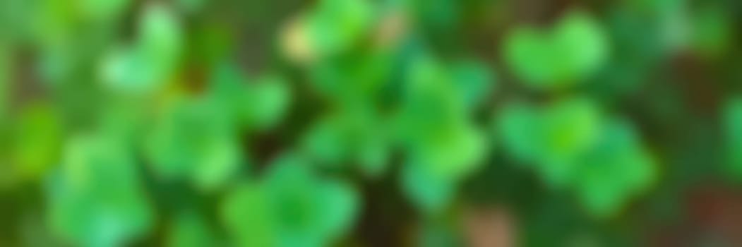 Lush green leaves fill the scene, showcasing the beauty of nature in a vibrant garden. Sunlight filters through the foliage, creating a serene atmosphere.